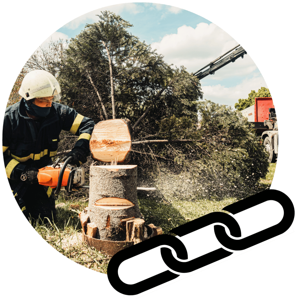 arborist cutting down tree