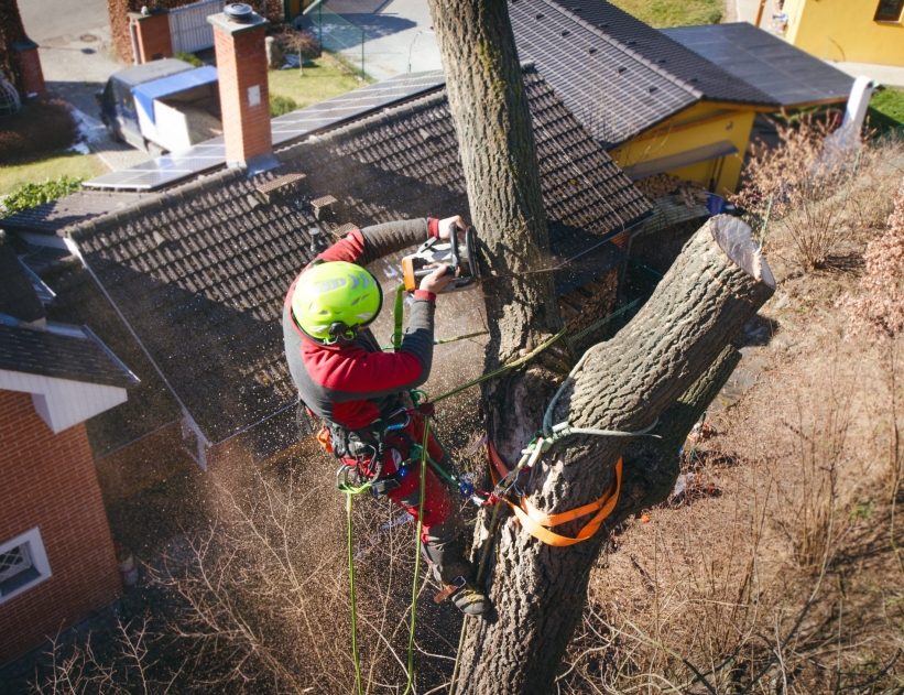 arborist cutting tree